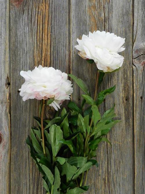 GARDENIA BLUSH PEONIES